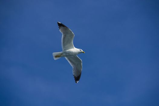 white sea bird soaring in the blue sky spreading wings