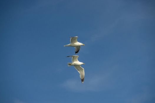 white sea bird soaring in the blue sky spreading wings