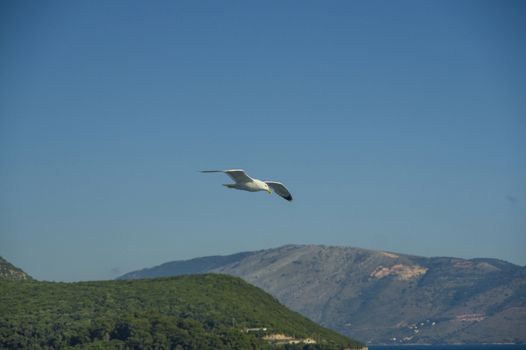 white sea bird soaring in the blue sky spreading wings