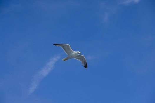 white sea bird soaring in the blue sky spreading wings