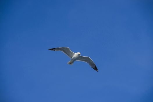 white sea bird soaring in the blue sky spreading wings
