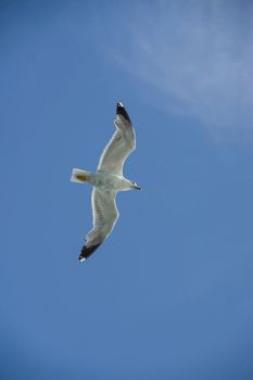 white sea bird soaring in the blue sky spreading wings