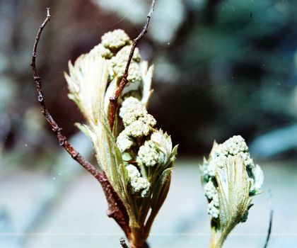 Film image of flower buds on a branch