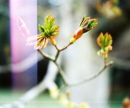 Film image of blooming leaves buds on a branch