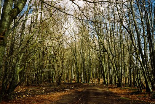 Film image of path in the forrest in Countesswells, Aberdeen