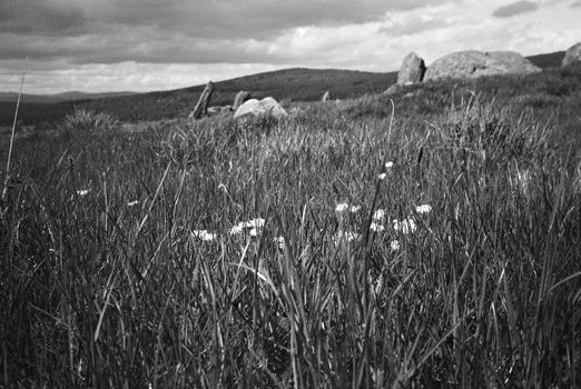 Black and white film image of meadow and forrest in Eslie, Durris, Aberdeenshire