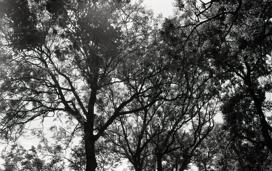 Black and white film image of tree branches against sky