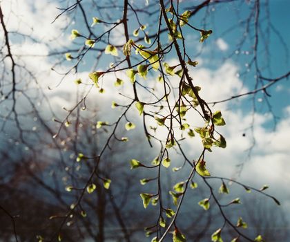 Film image of blooming leaves buds on a branch