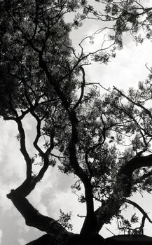 Black and white film image of tree branches against sky