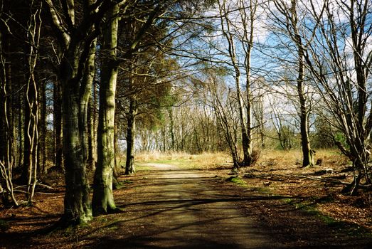 Film image of path in the forrest in Countesswells, Aberdeen