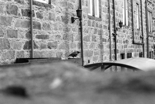 Crow sitting on a wooden ledge from a brick building in Aberdeen