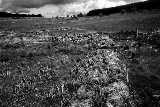 Black and white film image of meadow and forrest in Eslie, Durris, Aberdeenshire