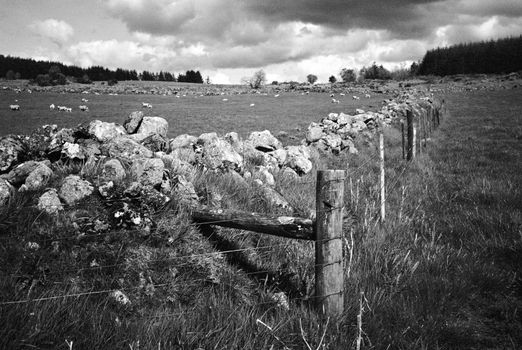 Black and white film image of meadow and forrest in Eslie, Durris, Aberdeenshire