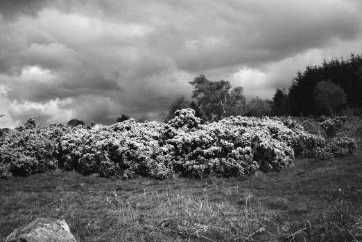 Black and white film image of meadow and forrest in Eslie, Durris, Aberdeenshire