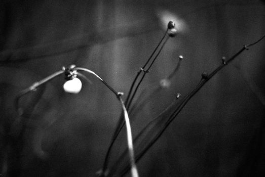 Black and white image of plants