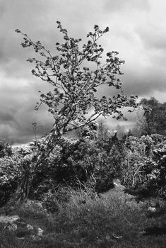 Black and white film image of tree in meadow in Eslie, Durris, Aberdeenshire