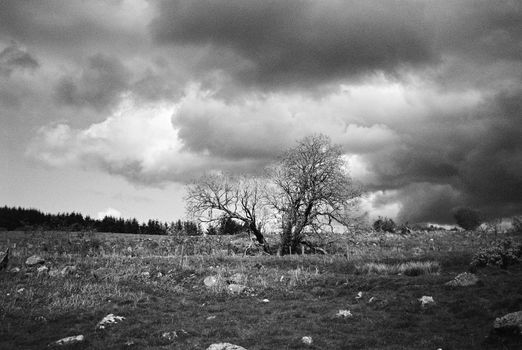  Black and white film image of tree in meadow in Eslie, Durris, Aberdeenshire