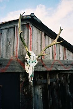 Color film image of a buck skull trophy on cottage door