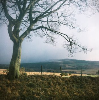 Film image of lone tree in Cothiemuir, Old Keig, Aberdeenshire