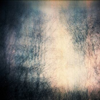 Film image of branches of trees in forrest