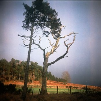 Film image of old trees in Cothiemuir, Old Keig, Aberdeenshire