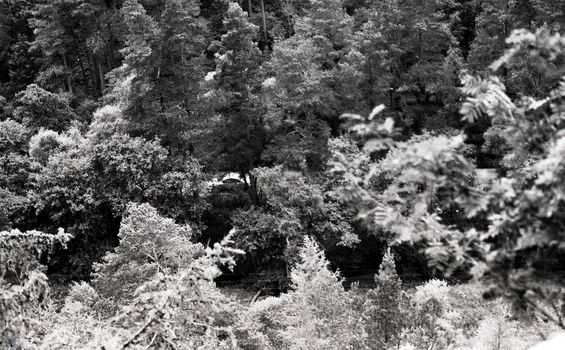 Black and white image from above of vegetation in Pass of Ballater