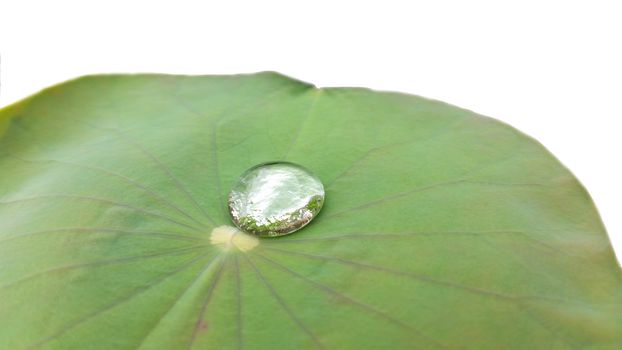 Lotus leaves (partial) with dew on white background