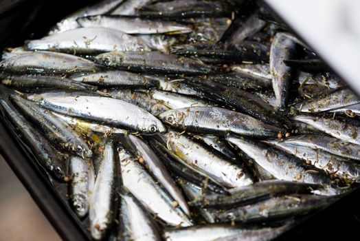 Fresh Smelts preparation for frying. Close-up