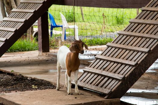 goats in the farm in Thailand