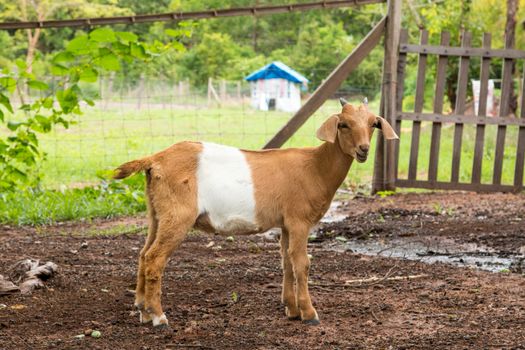 goats in the farm in Thailand