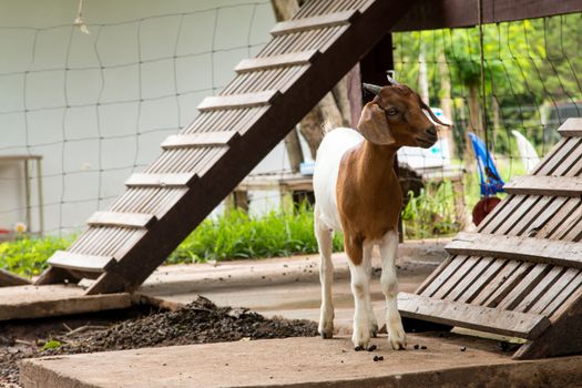 goats in the farm in Thailand