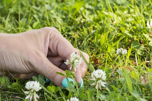 Arm girls with beautiful manicure touched the flower  in the grass.