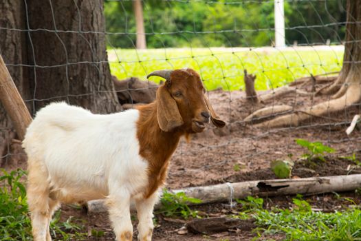 goats in the farm in Thailand