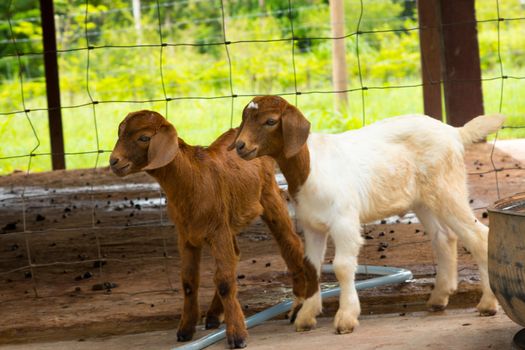 goats in the farm in Thailand