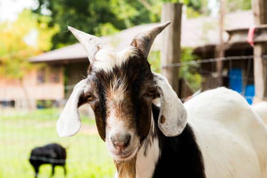 goats in the farm in Thailand