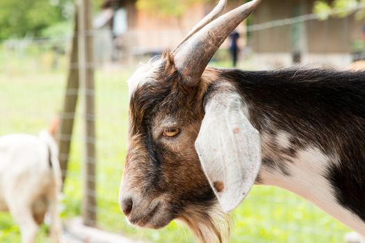 goats in the farm in Thailand