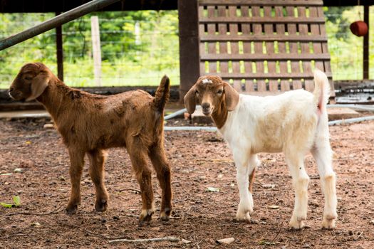 goats in the farm in Thailand