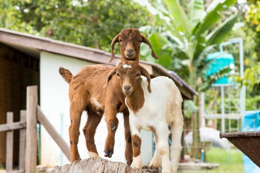 goats in the farm in Thailand