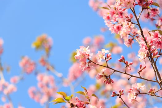 Wild Himalayan Cherry ( Prunus cerasoides ) ( Sakura in Thailand ) at Phu Lom Lo mountain , Loei , Thailand ( blank area at left side )