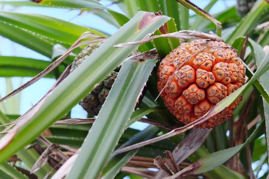 vacquois fruit, Pandanus Palm