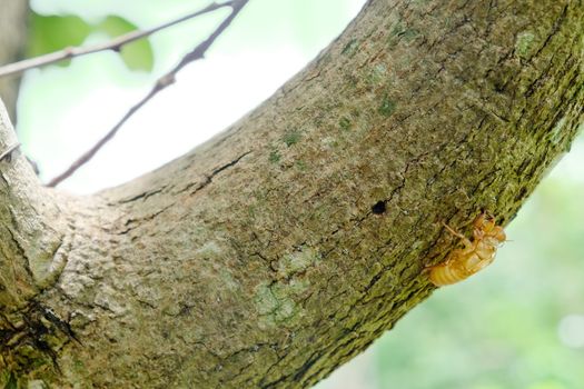 Cicada shell over dry lichen on tree