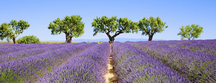 lavender fields of the French Provence, panoramic view