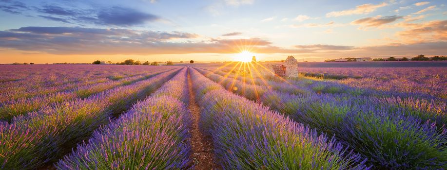 Panoramic view of lavender filed in Valensole. Provence, France