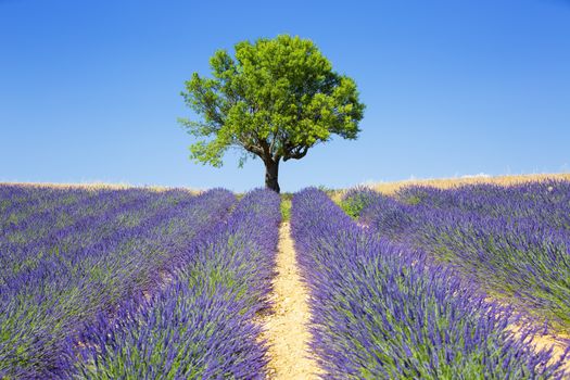 lavender fields with tree, French Provence