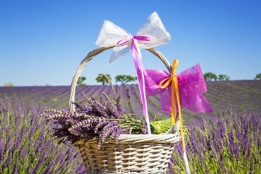 lavender in a basket with lavender field in the background