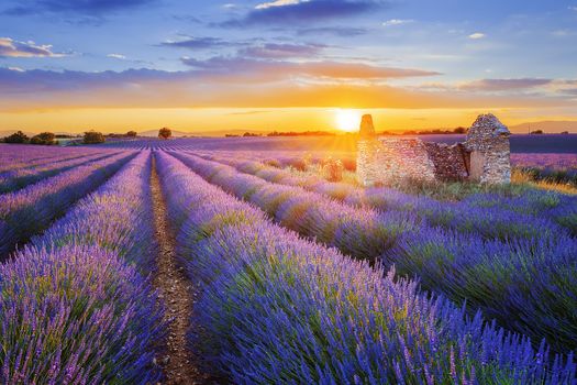 Sun is setting over a beautiful purple lavender filed in Valensole. Provence, France