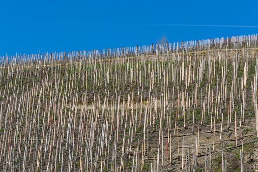 Vineyards on the Moselle against a blue sky.