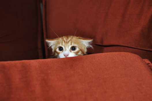 Ginger kitten frightened looks out for obstacles