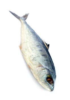 Image of fresh mackerel fish isolated on white background.