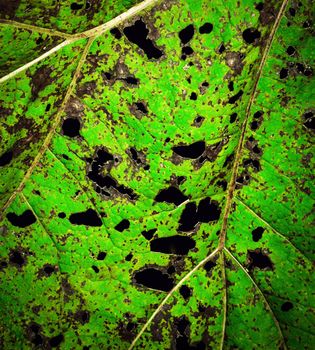 abstract background or texture Wither green autumn leaves